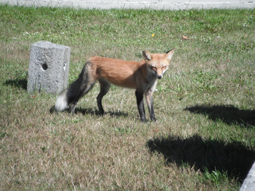 Red Fox in Hyannis